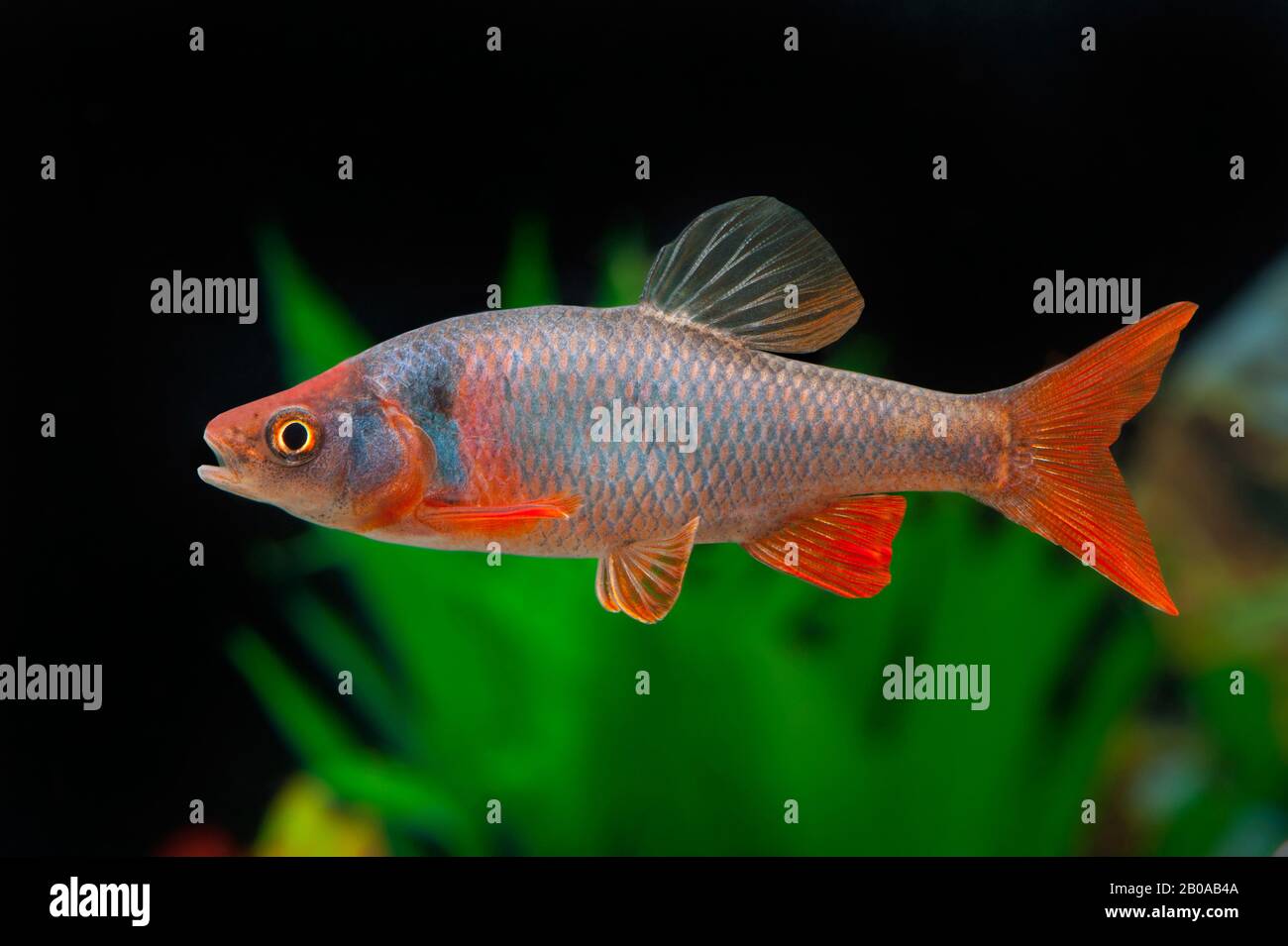 Red shiner (Notropis lutrensis, Cyprinella lutrensis), nuoto, vista laterale Foto Stock