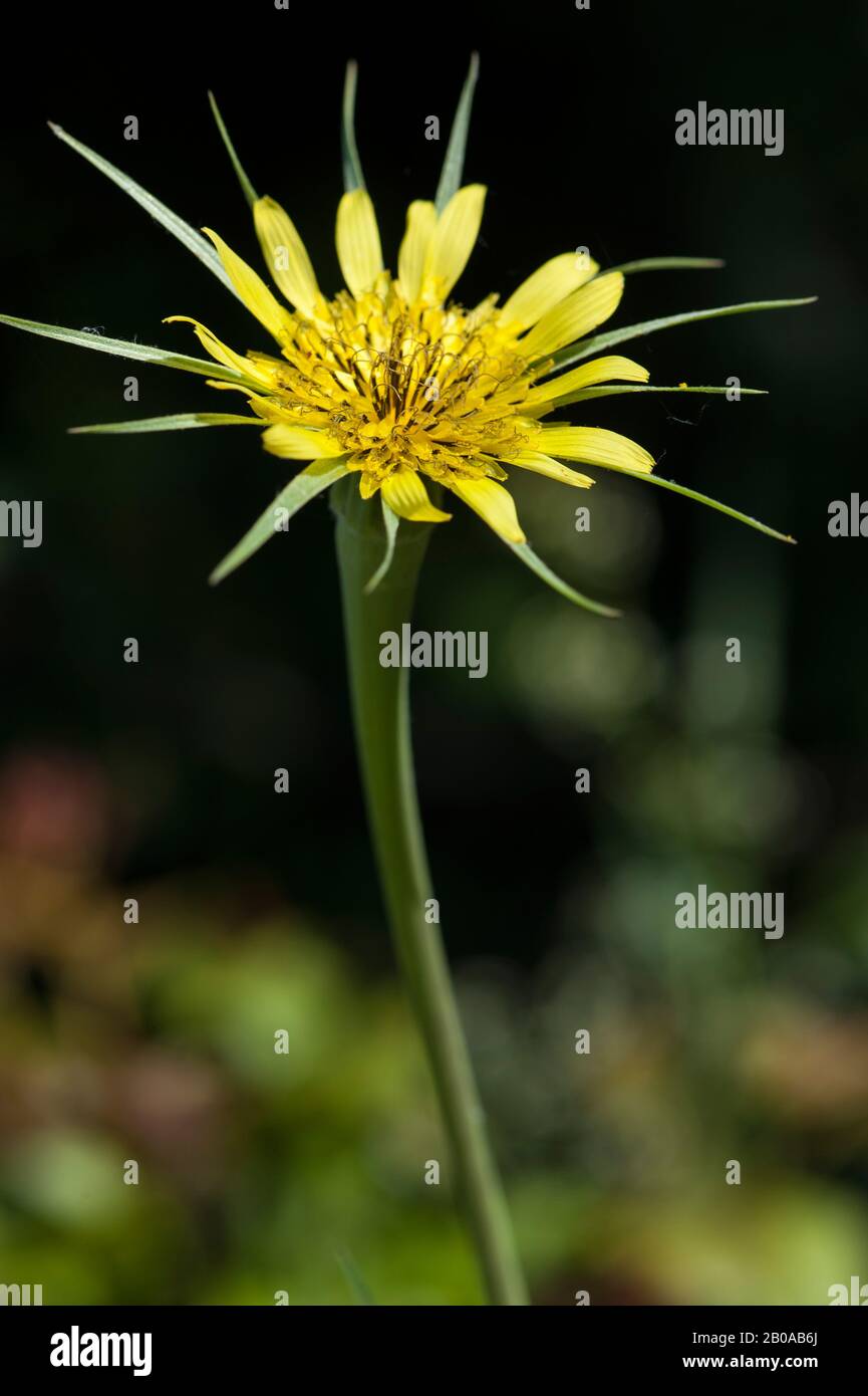 Salsify giallo, barba di capra prato (Tragopogon dubius), fioritura, Germania Foto Stock