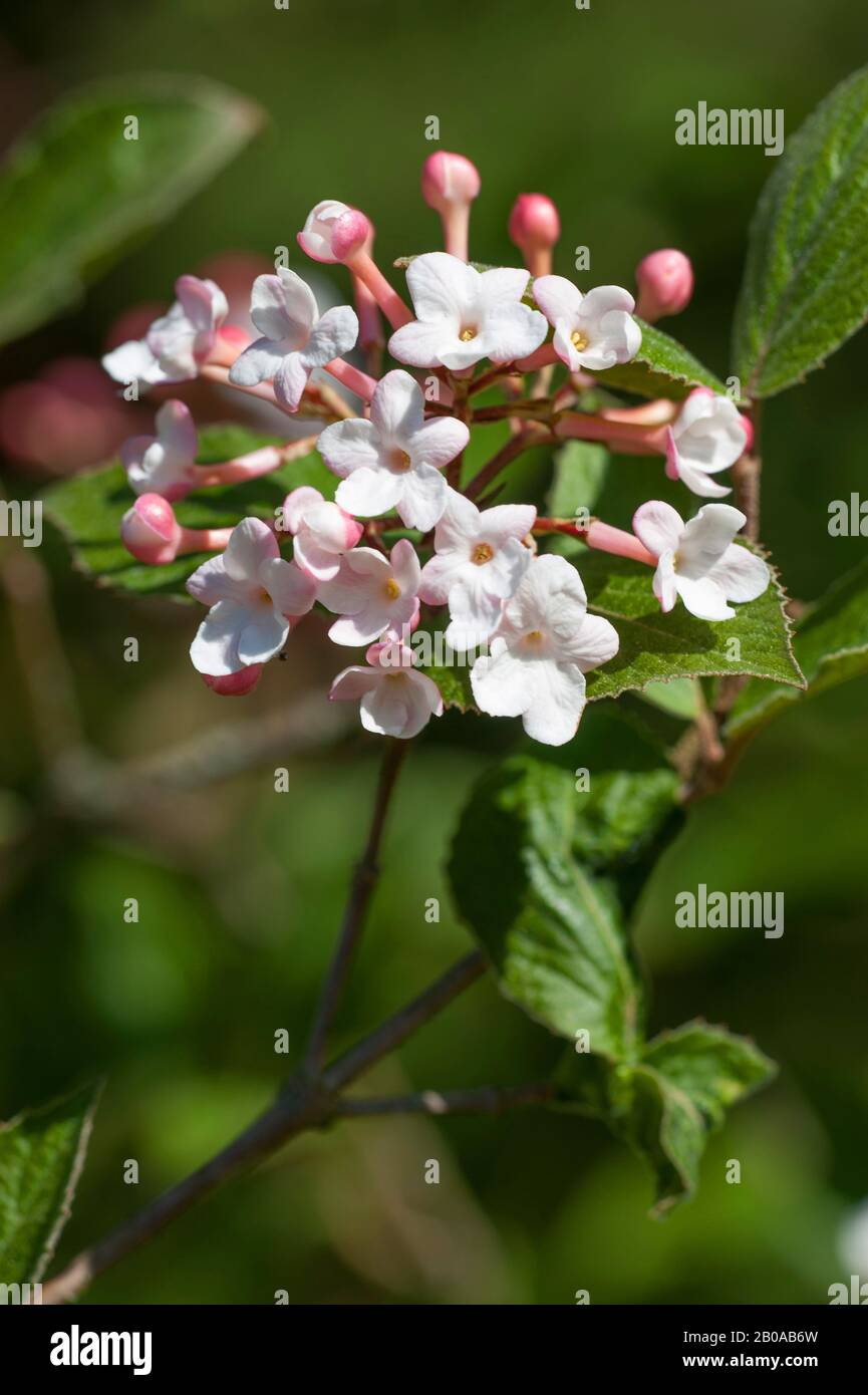 Judd`s Viburnum (Viburnum carlesii 'Juddii', Viburnum carlesii Juddii, Viburnum x juddii), fioritura Foto Stock