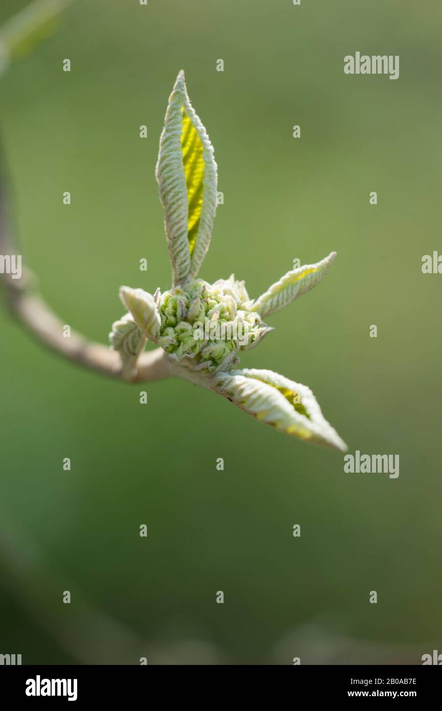 Viburno variegated Lantana (Viburnum lantana 'Variegatum', Viburnum lantana Variegatum), boccioli di fiori Foto Stock
