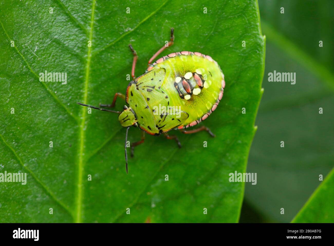 Insetto verde del sud dello strink, insetto verde dello schermo del sud, insetto verde dello verdure (Nezara viridula), larva su una foglia, Germania Foto Stock