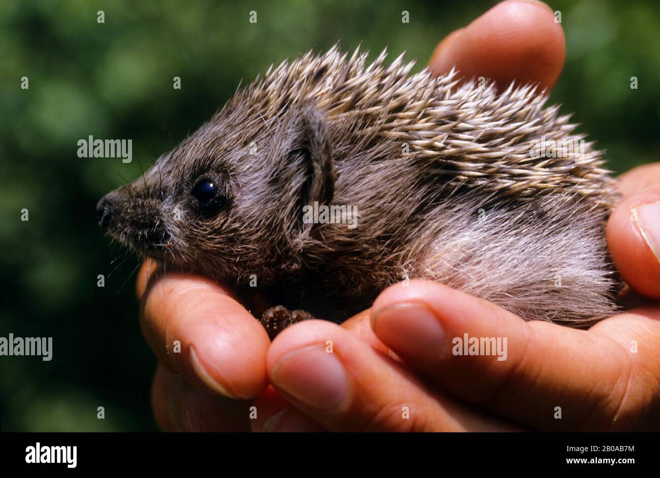 Riccio boreale bianco, riccio est europeo, riccio bianco-bellico, riccio bianco-chested, riccio bianco-chested (Erinaceus roumanicus, Erinaceus concolor roumanicus), giovane riccio tenuto in mano Foto Stock