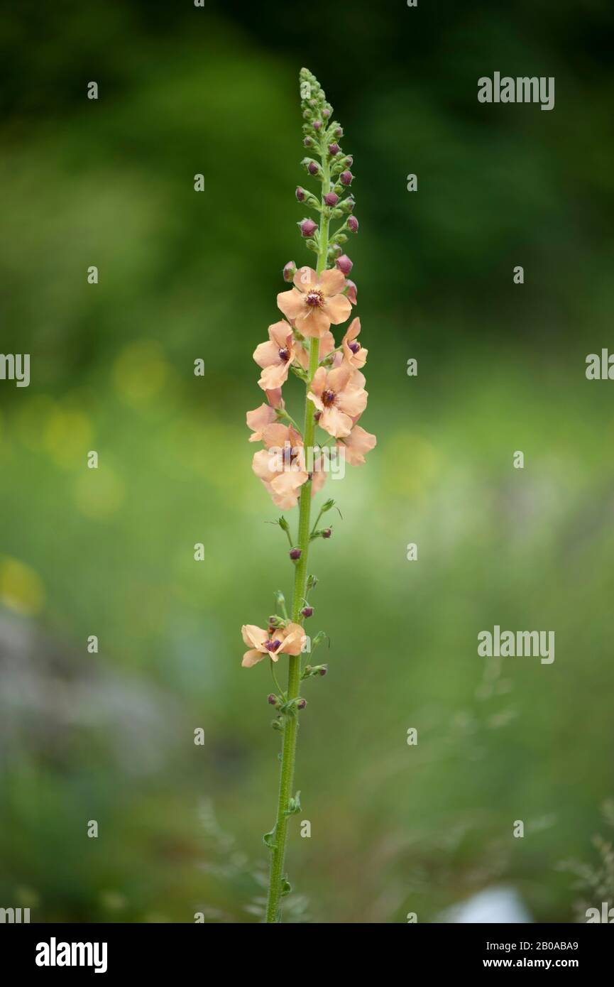 Mullein viola, mullein ornamentale (Verbascum phoeniceum), fioritura, Germania Foto Stock