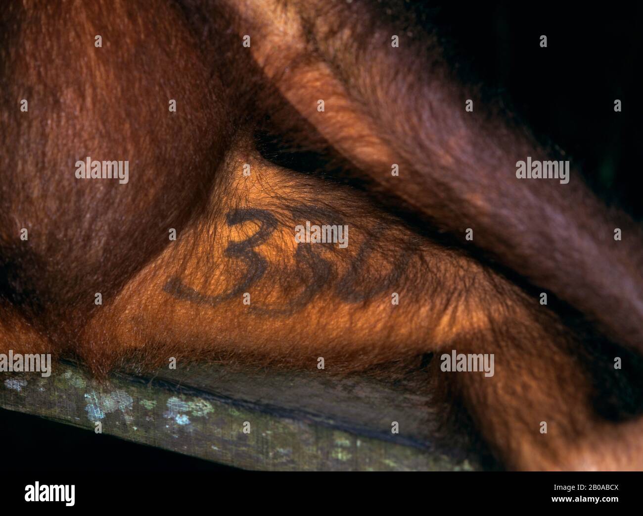 Borneo orangutan (Pongo pygmaeus pygmaeus), registrato, tatuato, progetto di reintroduzione, Malesia, Borneo Foto Stock