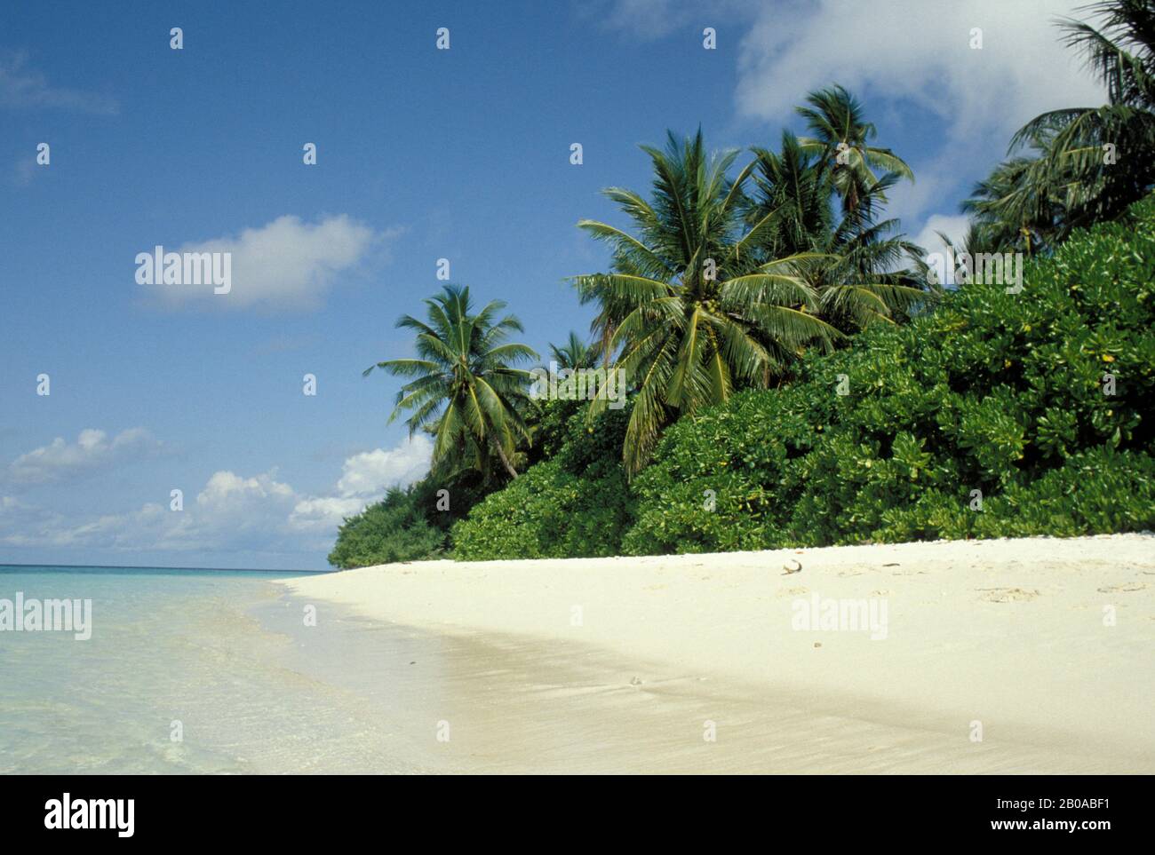ISOLE MALDIVE, OCEANO INDIANO, SCENA DI SPIAGGIA CON PALME DA COCCO Foto Stock