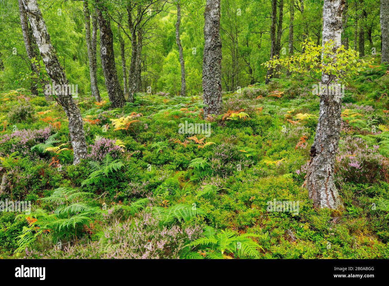 Betulla (spec. Di Betula), foresta di betulla con Heath, felci aquila e cespugli di bacche blu, Regno Unito, Scozia, Riserva Naturale Nazionale di Craigellachie, Aviemore Foto Stock