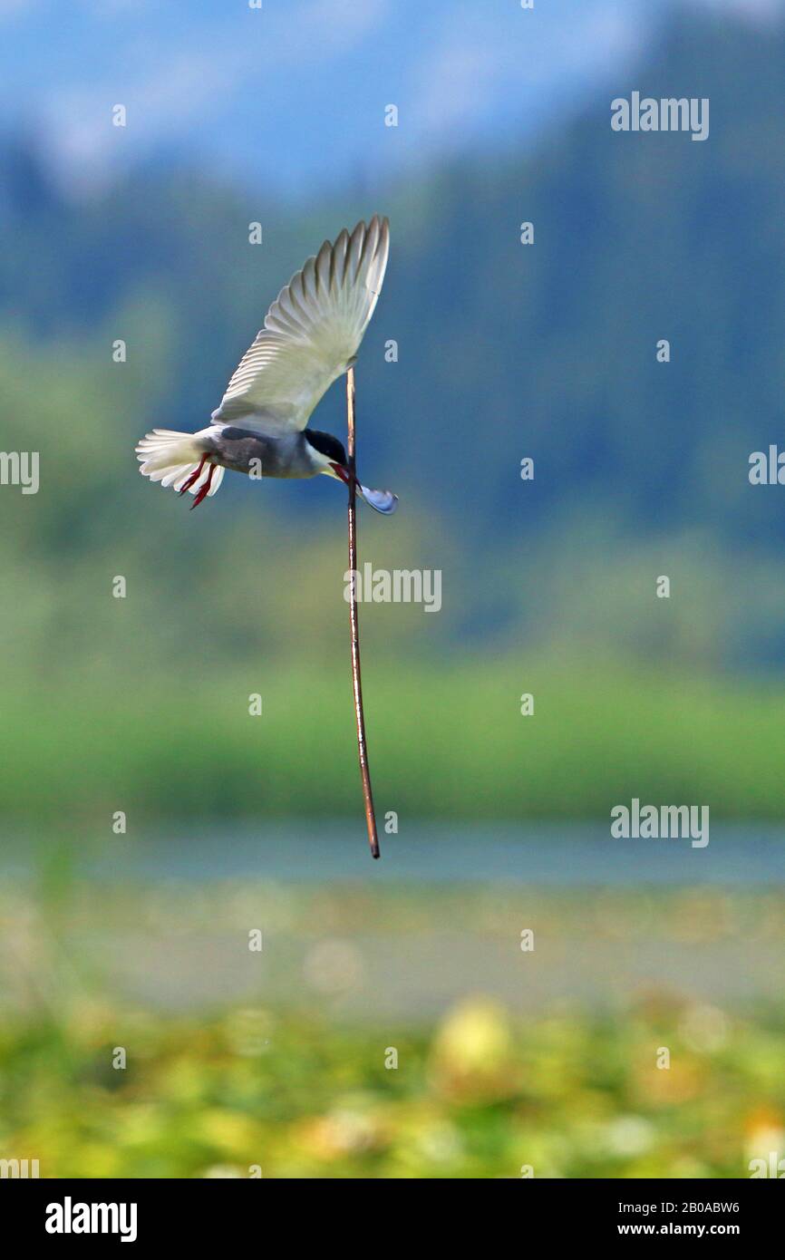 Quadern bisbigliato (Chlidonias hybrida), in volo con materiale di nidificazione nella fattura, Montenegro, Parco Nazionale Skadarsee Foto Stock