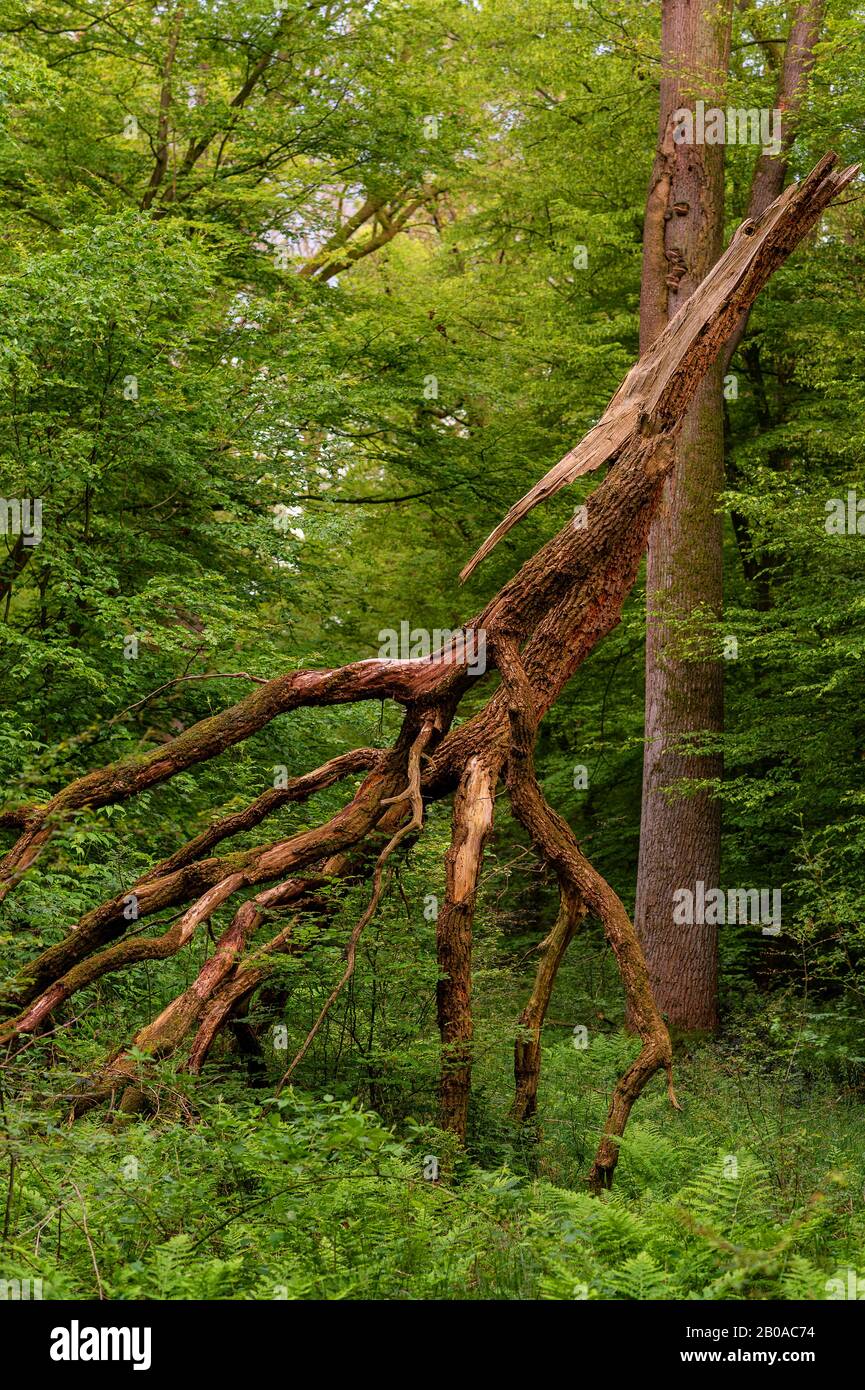 Quercia (Quercus spec.), albero rotto nella riserva naturale Hasbruch, Germania, Brema, NSG Hasbruch Foto Stock