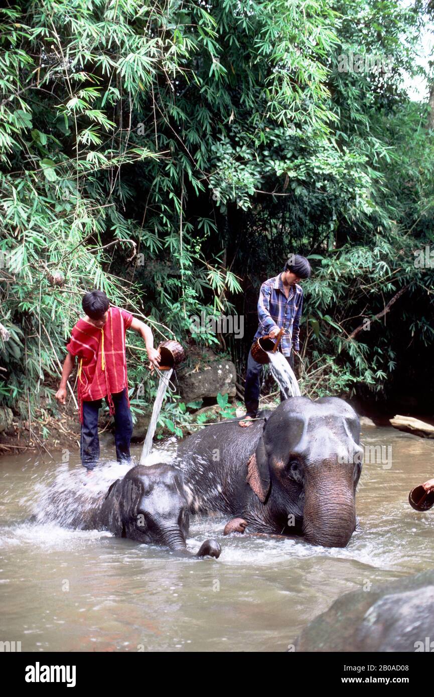 THAILANDIA DEL NORD, FUORI CHIANG MAI, ELEPHANT WORK CAMP, ELEFANTI CHE VENGONO LAVATI NEL FIUME Foto Stock