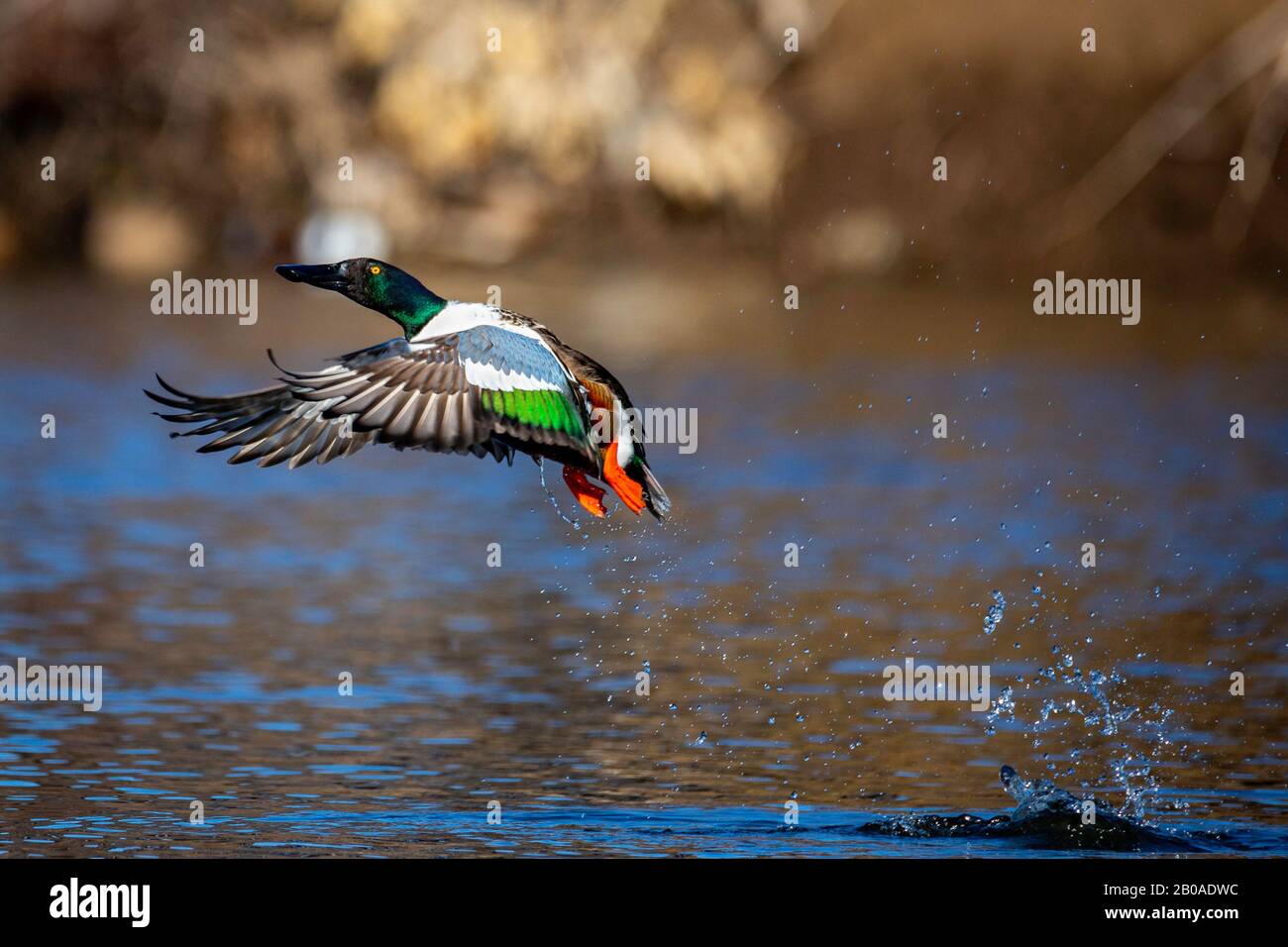 Drake Northern Shoveler (Spatola clypeata) prendendo il volo Colorado, USA 2020 Foto Stock