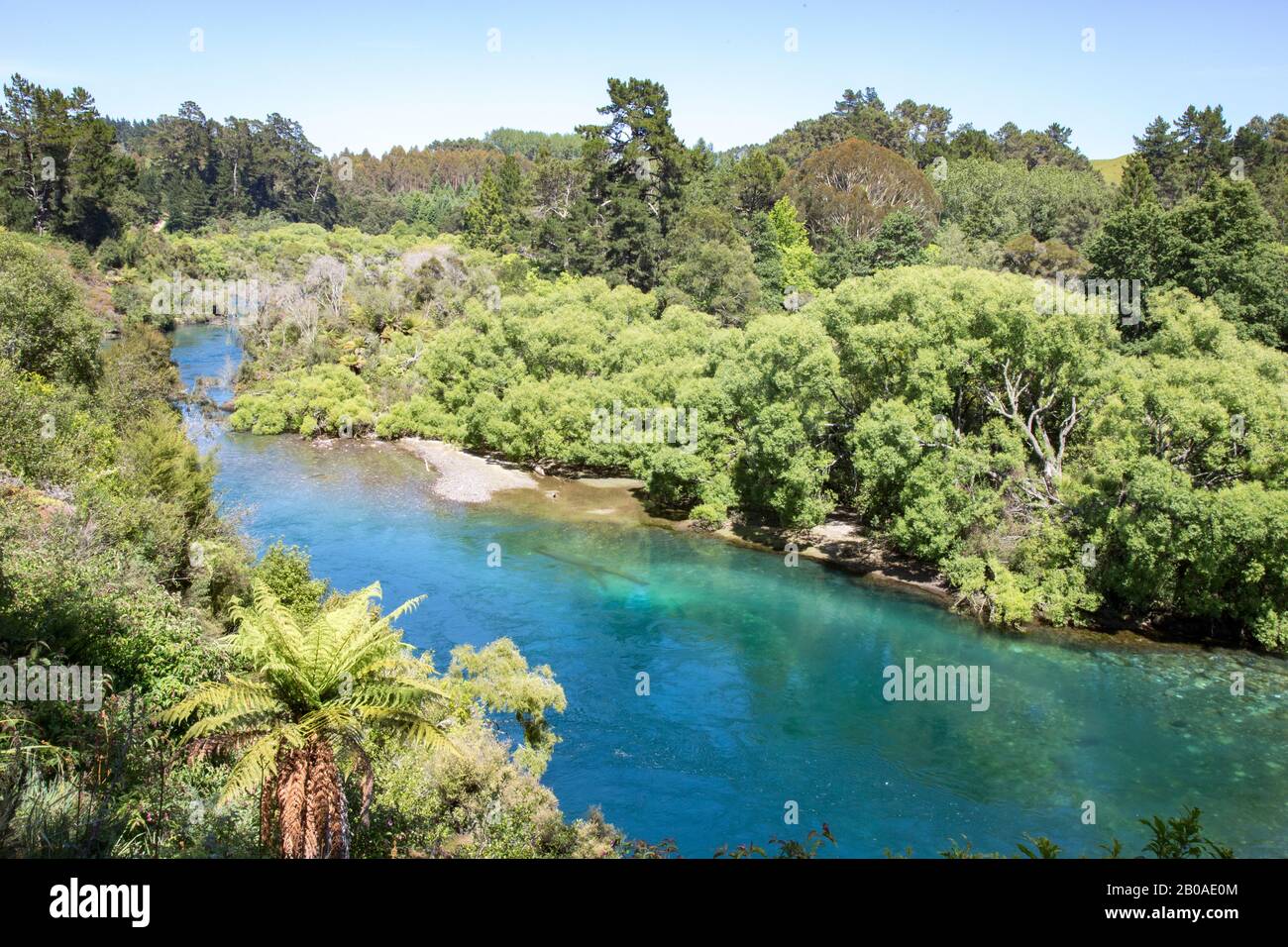 Vegetazione verde accanto al fiume con acque turchesi e limpide a Taupo Foto Stock