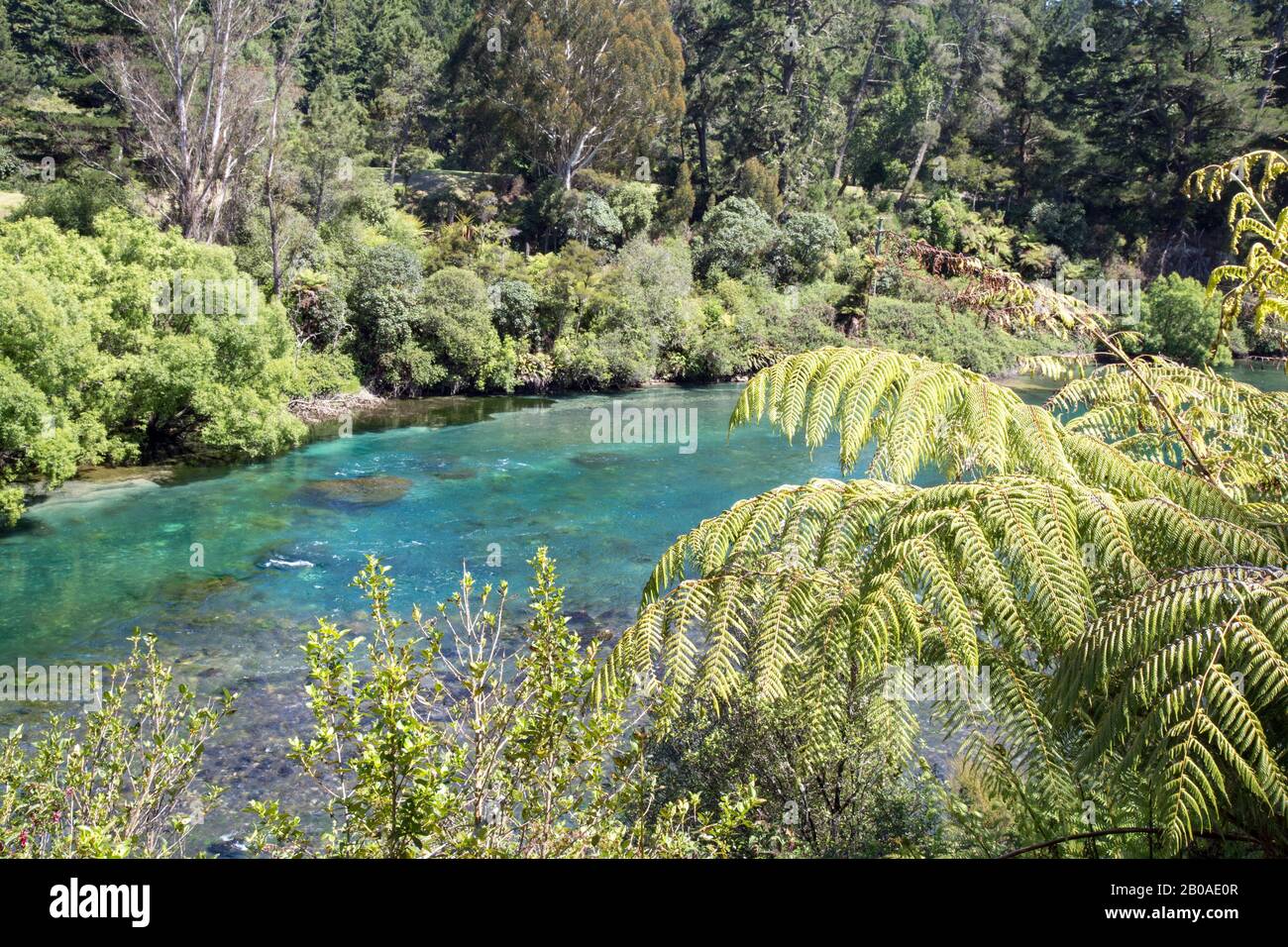 Felci verdi accanto al fiume con acque turchesi e limpide a Taupo Foto Stock