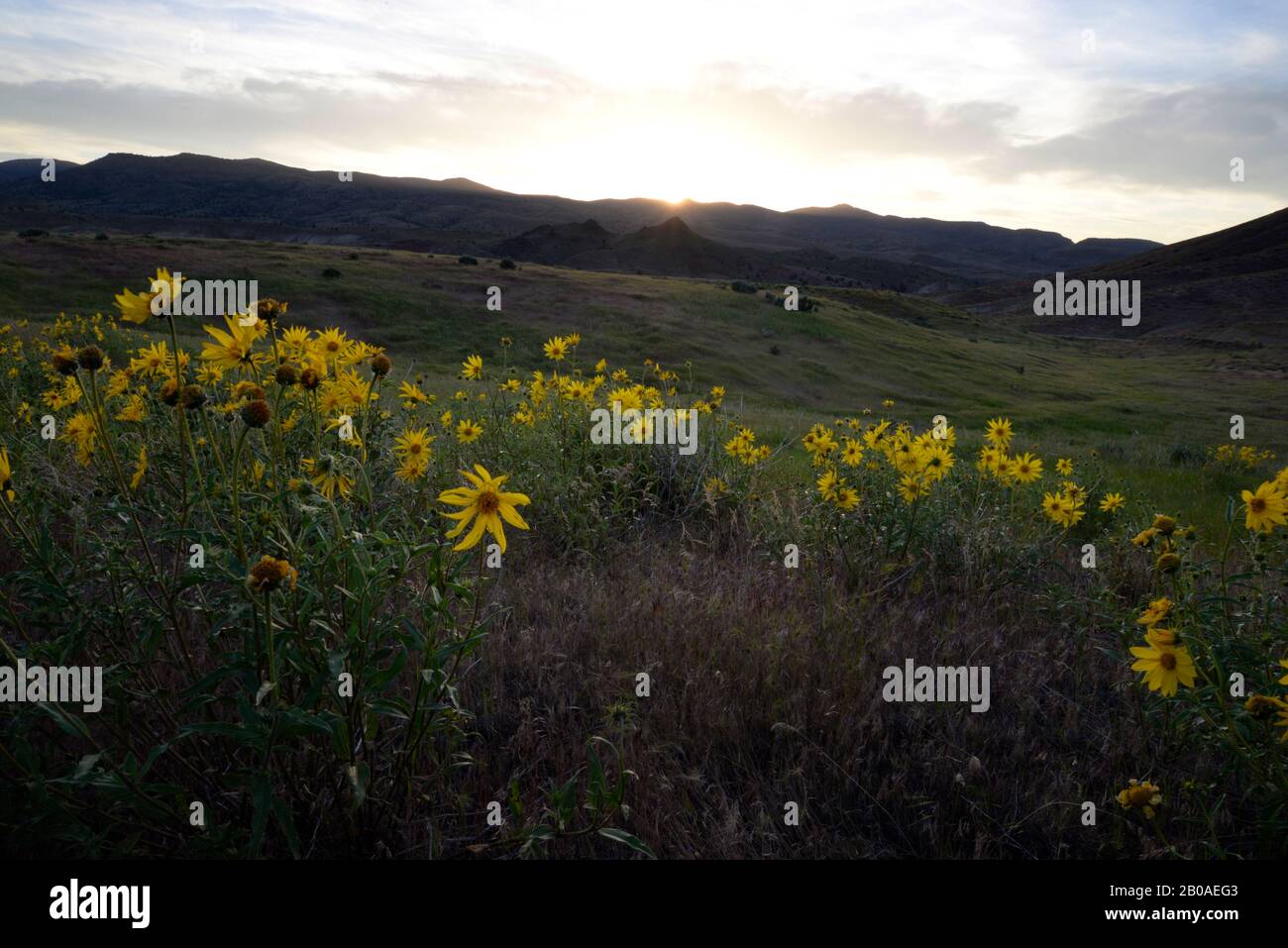 Girasoli al tramonto, le colline dipinte si affacciano sui letti fossili del John Day. Foto Stock