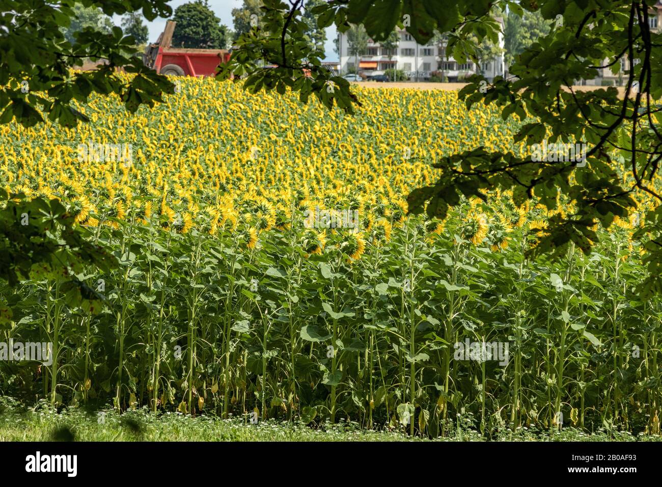 Ampio campo di fiori di sole bello fiorire. Il trattore eroga fertilizzante. Alberi verdi, cielo blu brillante e nuvole bianche lanuginose nella parte posteriore sfocata Foto Stock