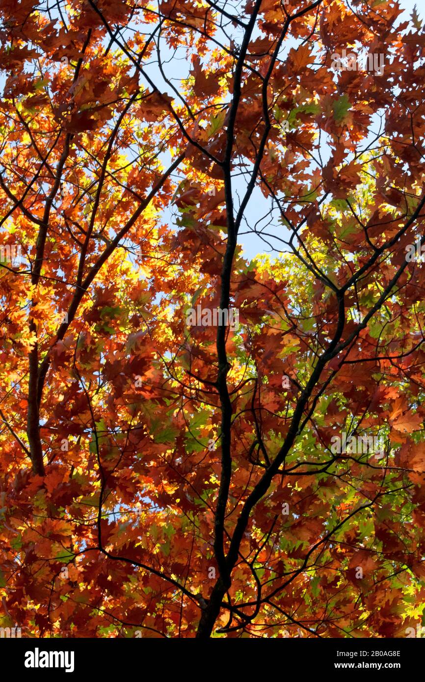 Colorato Foglie di autunno Foto Stock