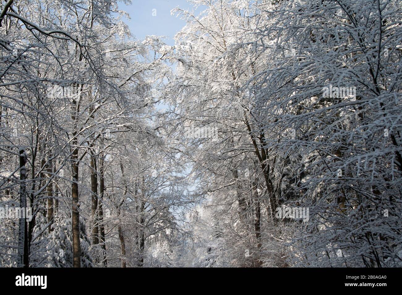 alberi con neve. freddo inverno in foresta Foto Stock