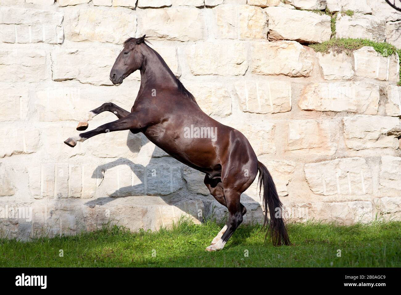 Bella nero cavallo stallone posteriore e giocare Foto Stock