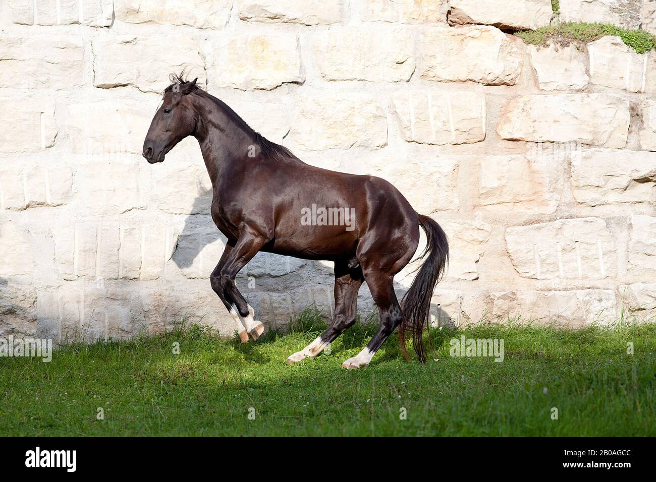 Bella nero cavallo stallone posteriore e giocare Foto Stock