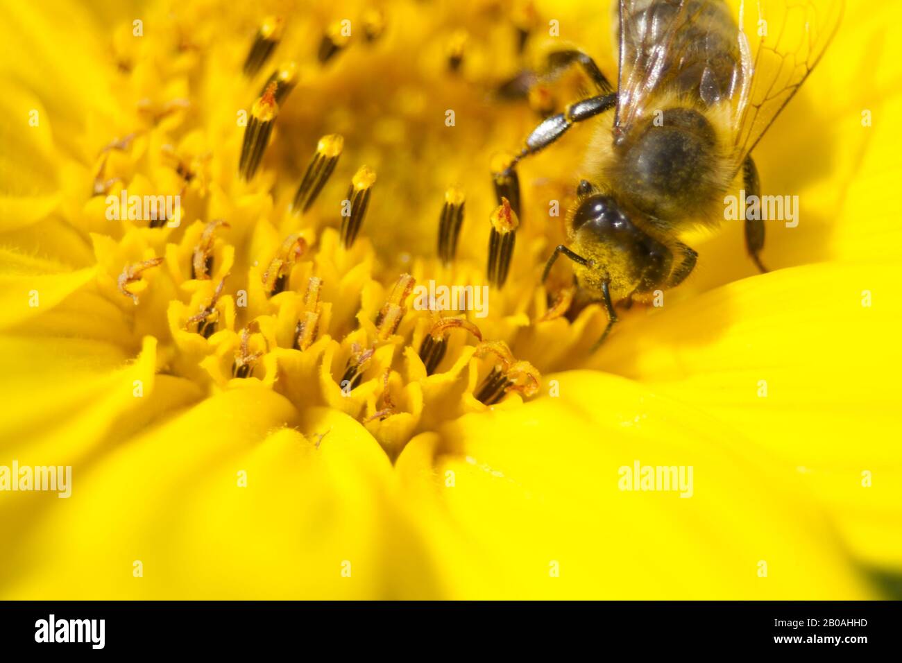 Macro Close Up Bee raccolta Nektar in giallo brillante Sunflower Foto Stock
