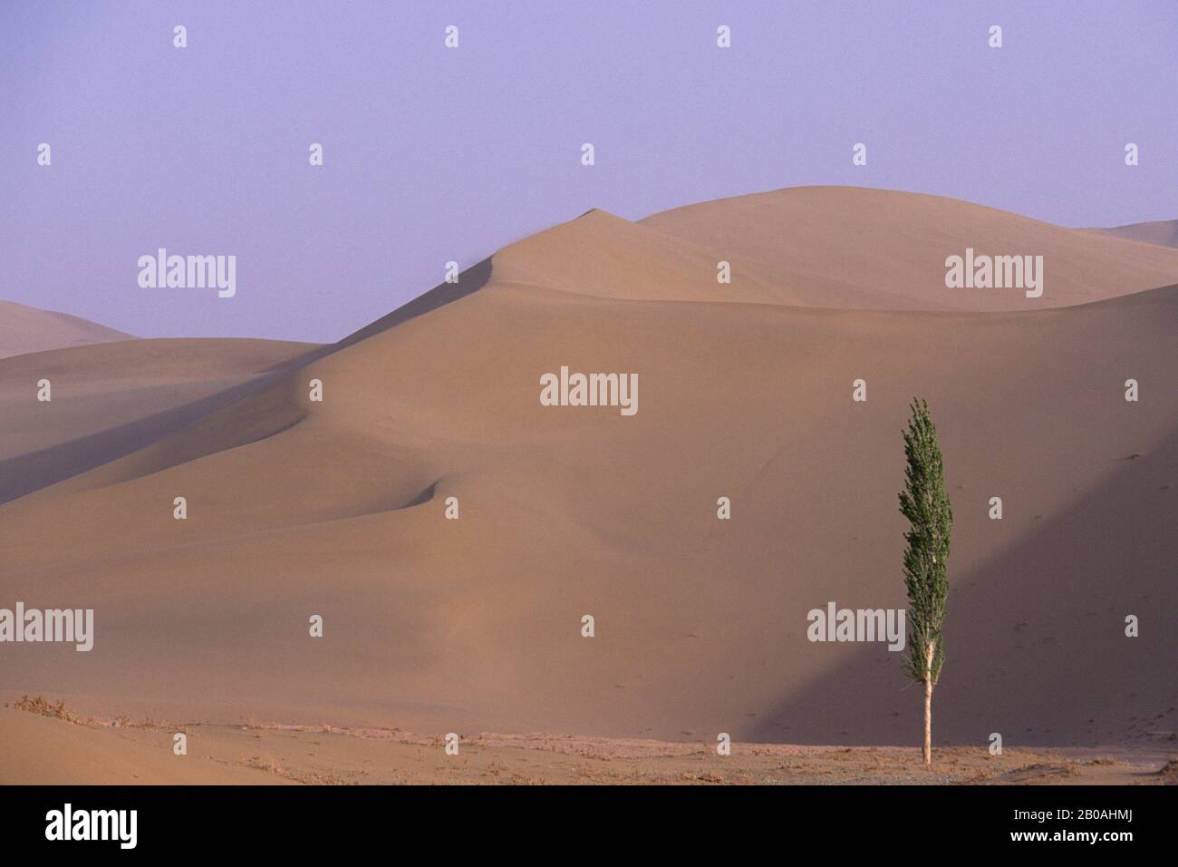 CINA, PROVINCIA DI GANSU, DUNHUANG, DUNE DI SABBIA, PIOPPO Foto Stock