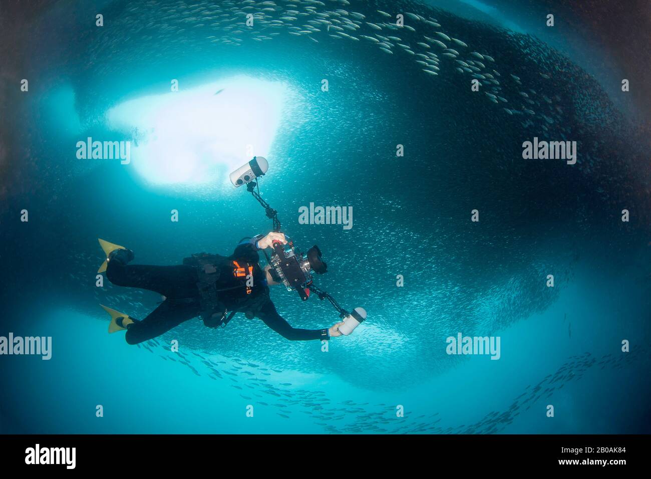 Un fotografo (MR) sotto una massiccia scuola di milioni di sardine, Moalboal, Cebu, Visayas centrale, Filippine. Foto Stock
