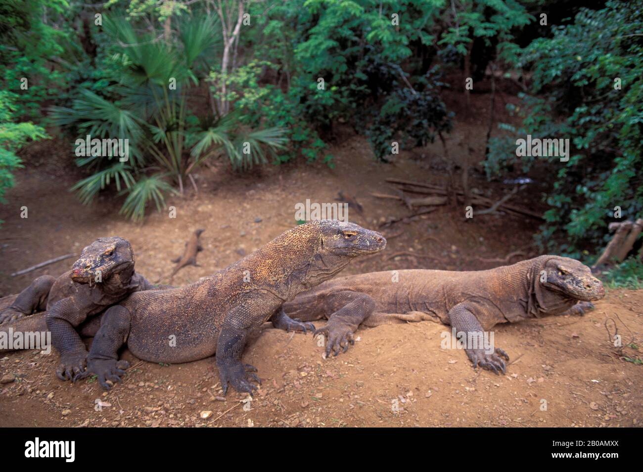 INDONESIA, ISOLA DI KOMODO, DRAGHI DI KOMODO (MONITOR LUCERTOLE) Foto Stock
