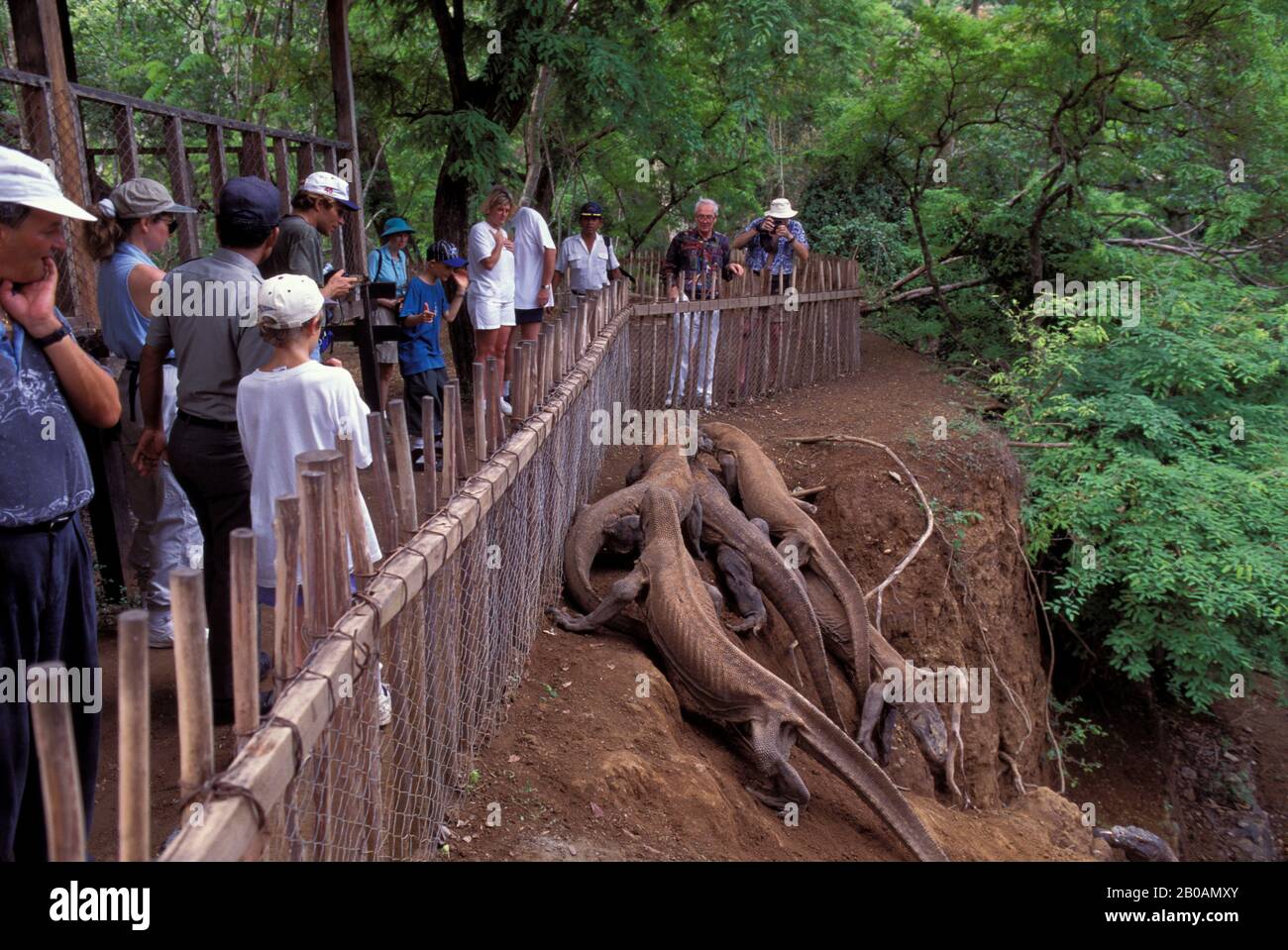INDONESIA, KOMODO ISLAND, KOMODO DRAGON (MONITOR LIZARD), TURISTI IN RECINTO Foto Stock