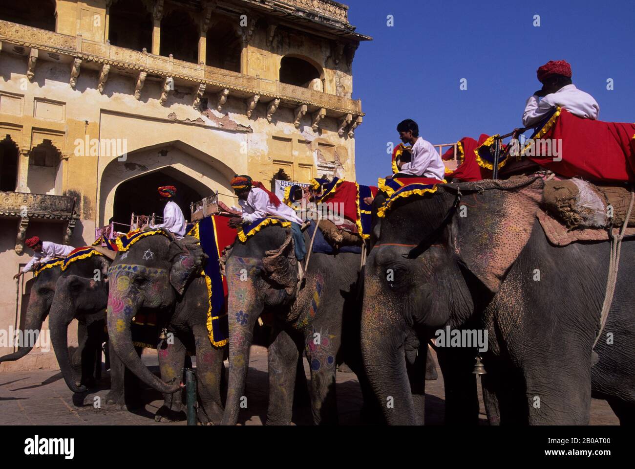 INDIA, RAJASTHAN, JAIPUR, FORTE AMBRATO, ELEFANTI E MAHOUTS Foto Stock
