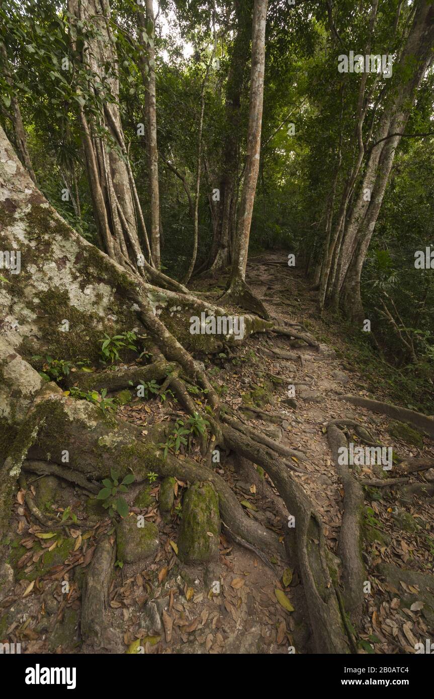 Guatemala, Parco Nazionale di Tikal, paesaggio della giungla e sentiero per il Templo V; Patrimonio dell'Umanità dell'UNESCO Foto Stock