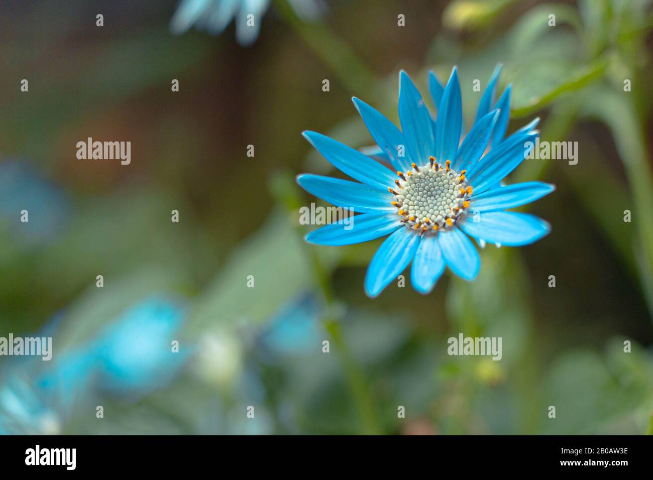 Una margherita blu con sfondo Sfocato al Giardino dei Fiori Foto Stock