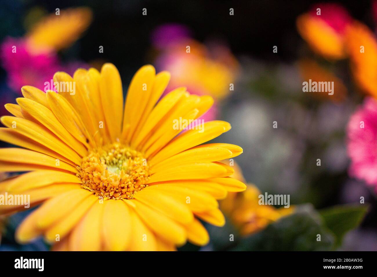 Giallo Daisy Al Flower Park Foto Stock