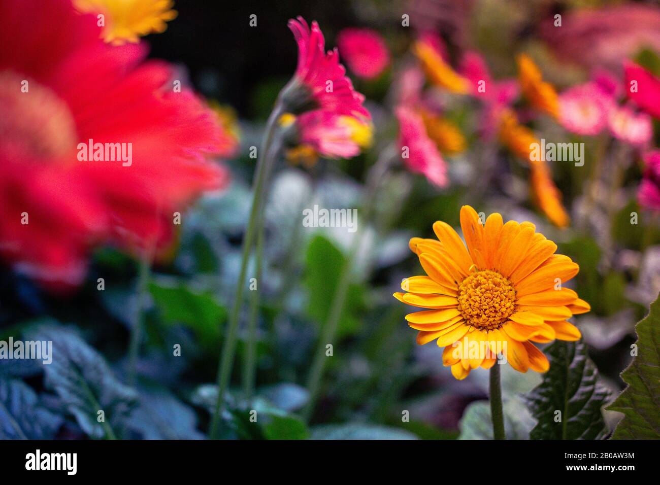 Gruppo di margherite nel Parco Flora Foto Stock