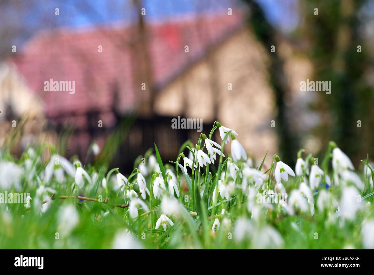Wandlitz, Germania. 18th Feb, 2020. Le gocce di neve nel giardino della Chiesa evangelica, le prime piante fiorite della prima primavera, sono ora e poi illuminate dal sole grazie alle lacune nella copertura nube. Credito: Soeren Stache/dpa-Zentralbild/ZB/dpa/Alamy Live News Foto Stock