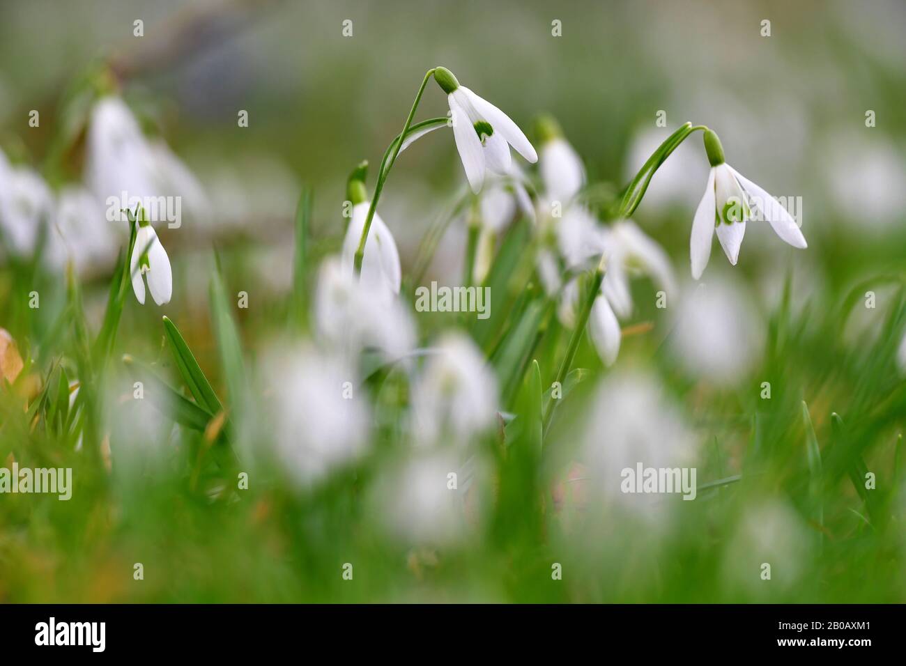 Wandlitz, Germania. 18th Feb, 2020. Le nevicate, le prime piante fiorite della primavera presto, sono ora e poi illuminate dal sole grazie alle lacune nella copertura nube. Credito: Soeren Stache/dpa-Zentralbild/ZB/dpa/Alamy Live News Foto Stock