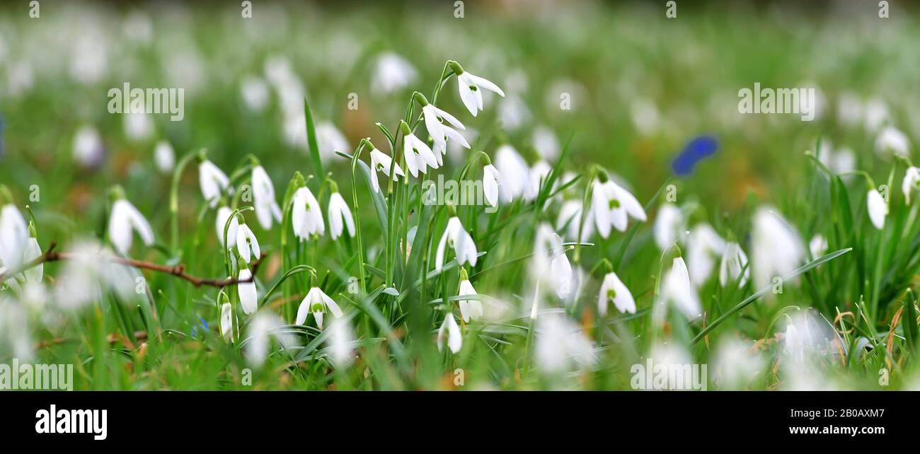 Wandlitz, Germania. 18th Feb, 2020. Le nevicate, le prime piante fiorite della primavera presto, sono ora e poi illuminate dal sole grazie alle lacune nella copertura nube. Credito: Soeren Stache/dpa-Zentralbild/ZB/dpa/Alamy Live News Foto Stock