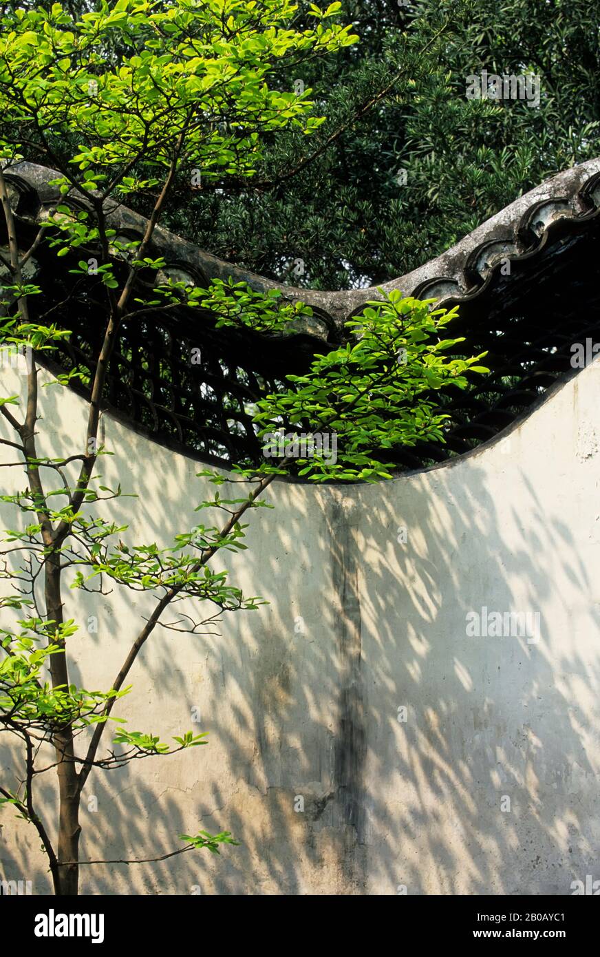 CINA, SHANGHAI, GIARDINO YU YUAN (GIARDINO DI GIOIA), DINASTIA MING, 1559, MURO, ALBERO Foto Stock