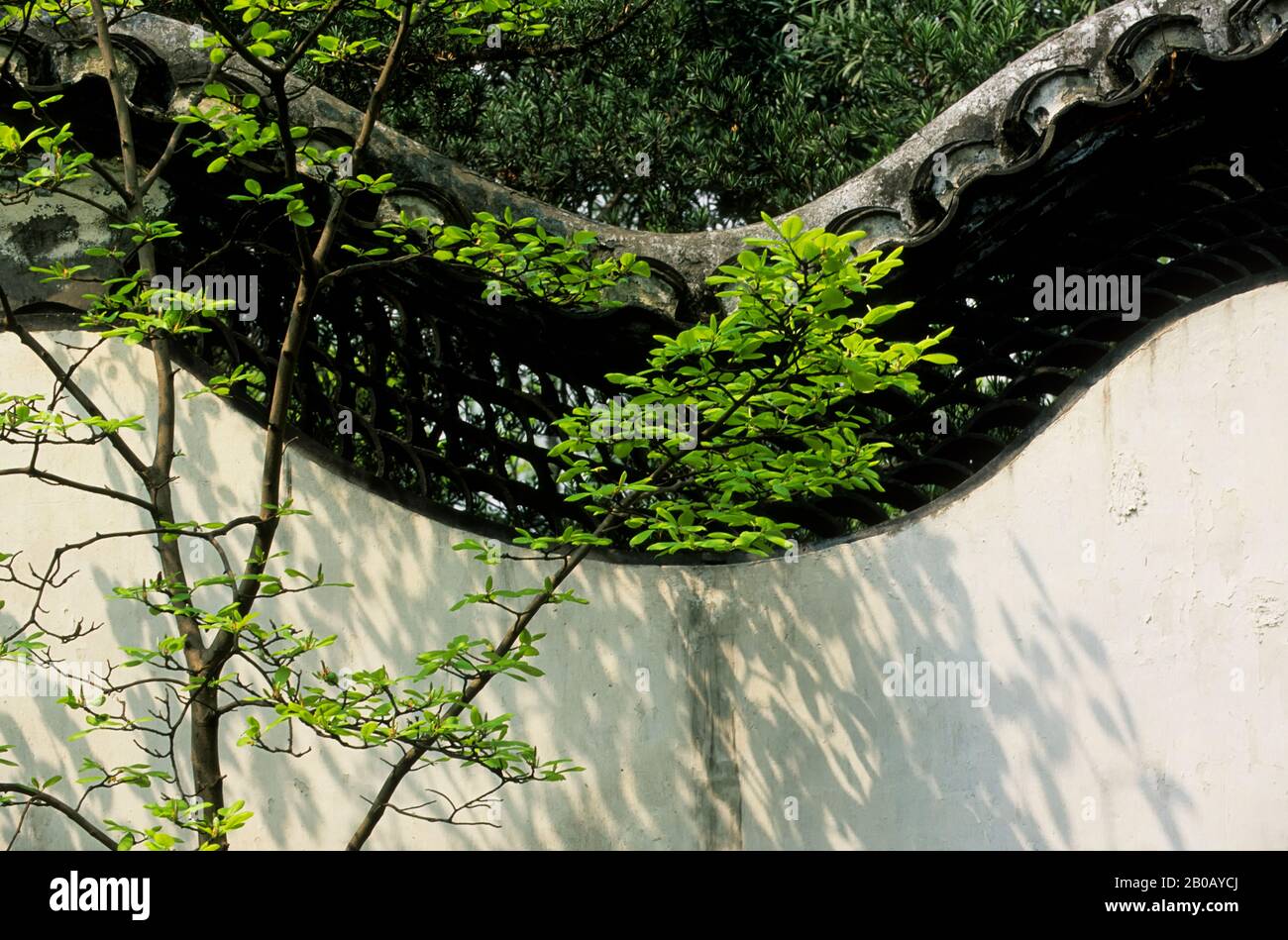 CINA, SHANGHAI, GIARDINO YU YUAN (GIARDINO DI GIOIA), DINASTIA MING, 1559, MURO, ALBERO Foto Stock