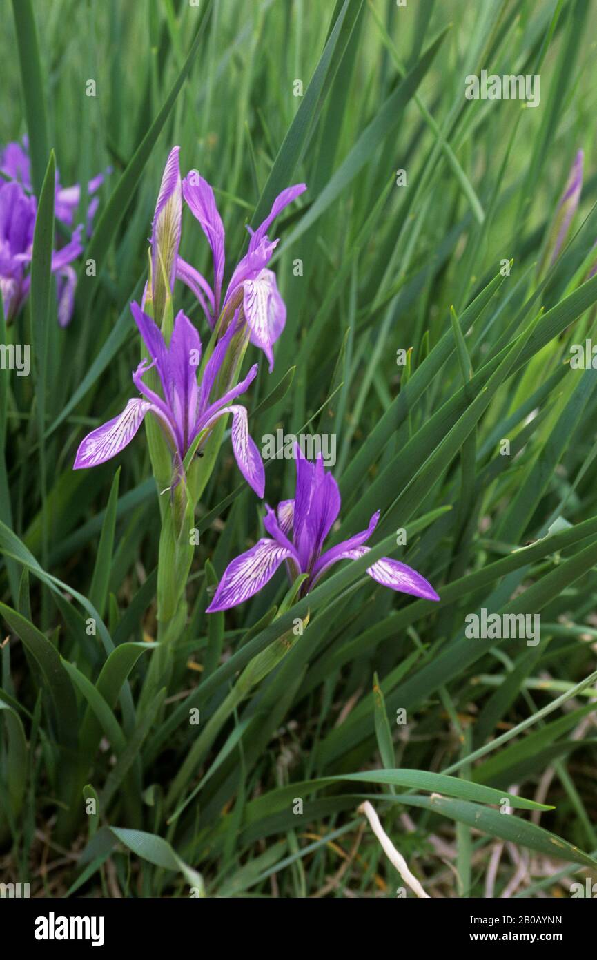 MONGOLIA, GOBI DESERTO, VICINO DALANZADGAD, YOLYN AM VALLEY, WILDFLOWER, IRIS Foto Stock