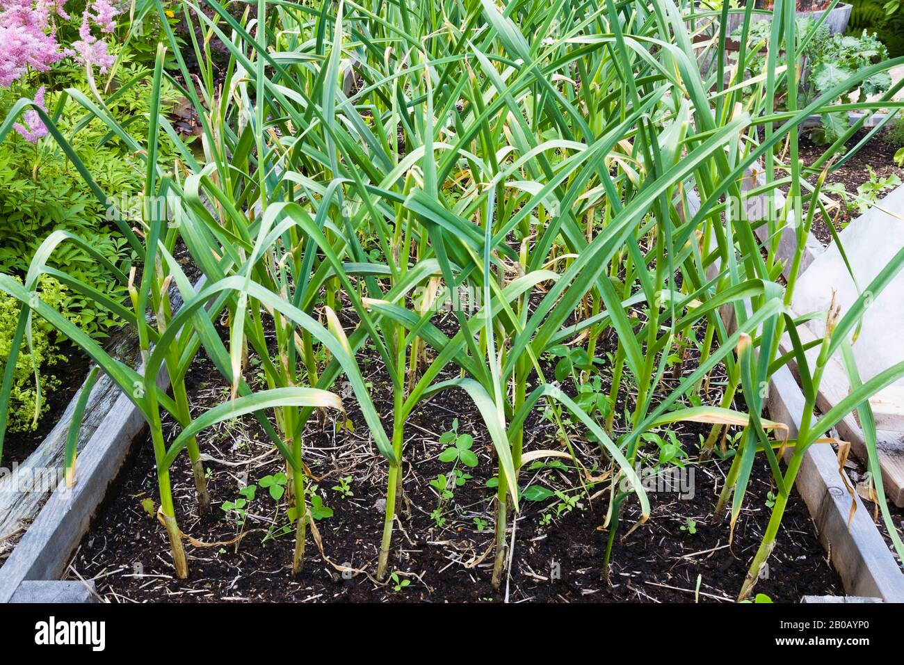 Allium sativum - aglio essere cresciuto organicamente in contenitore di scatola di legno in giardino residenziale biologico in estate. Foto Stock