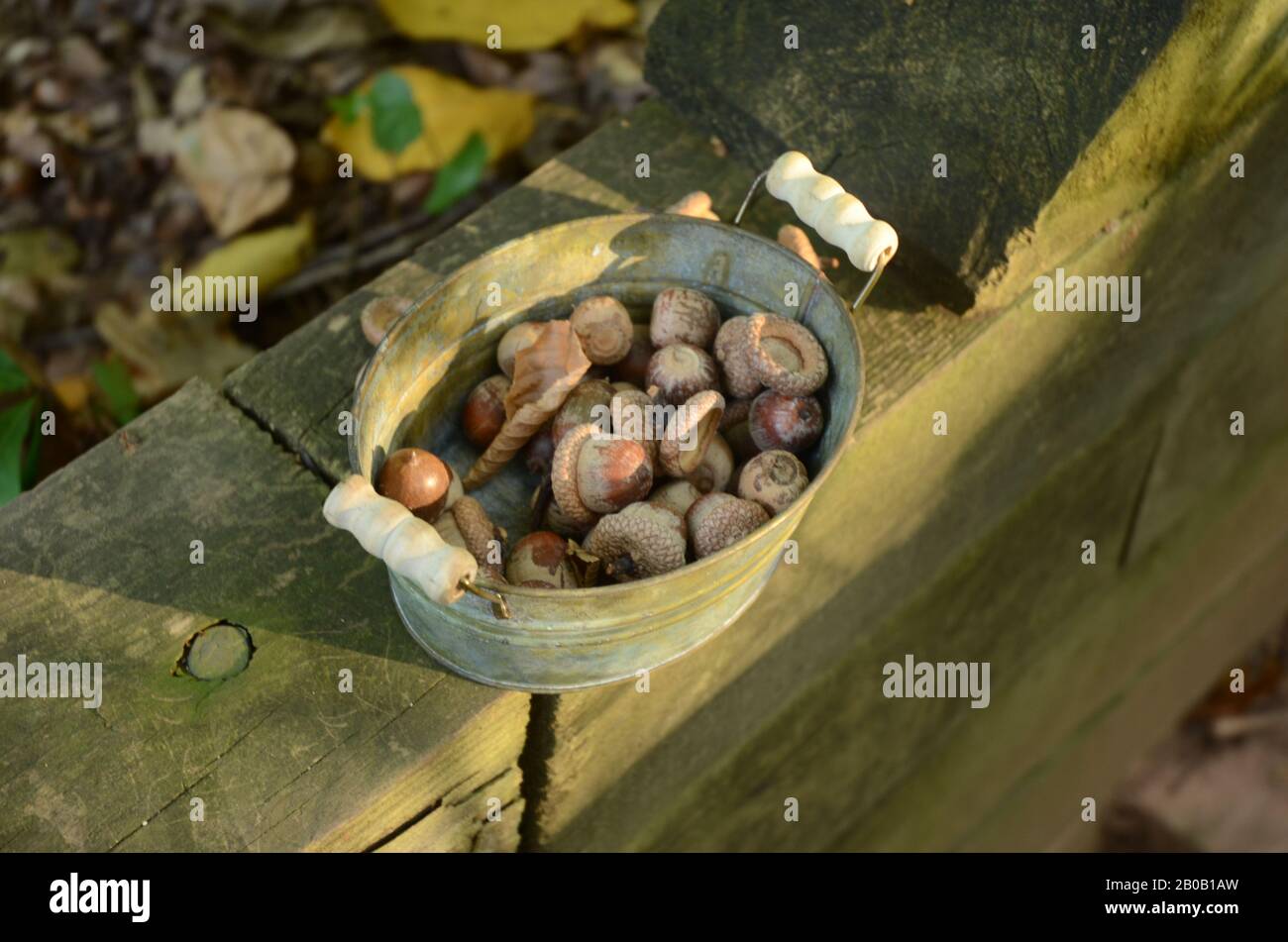 AUTUNNO CLASSICO: La raccolta di ghiande sono un segno distintivo attività e segno della stagione in cambiamento come il bel raccolto autunno inizia. Foto Stock