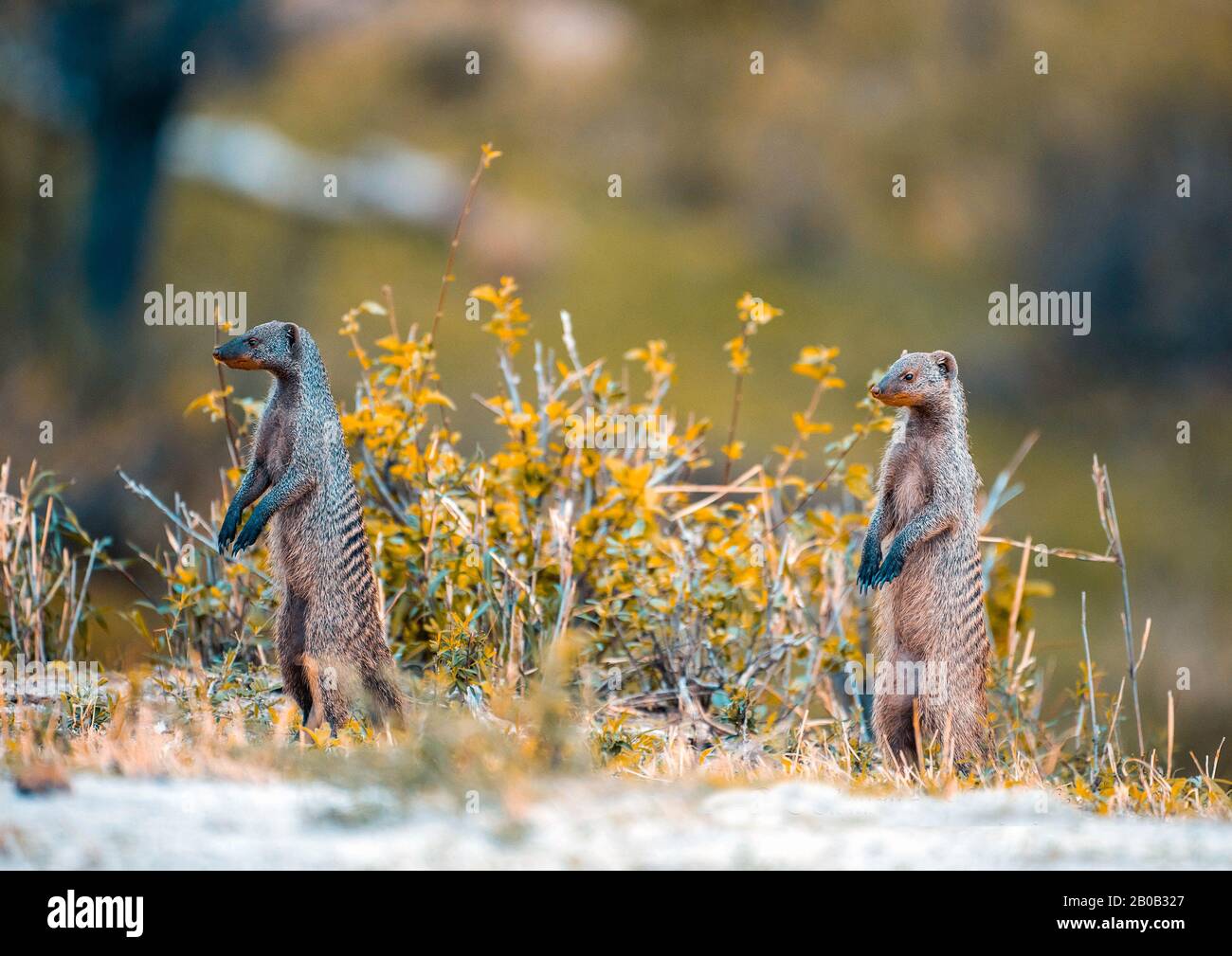 2 piccolo divertente groundhog nella giungla. Foto Stock