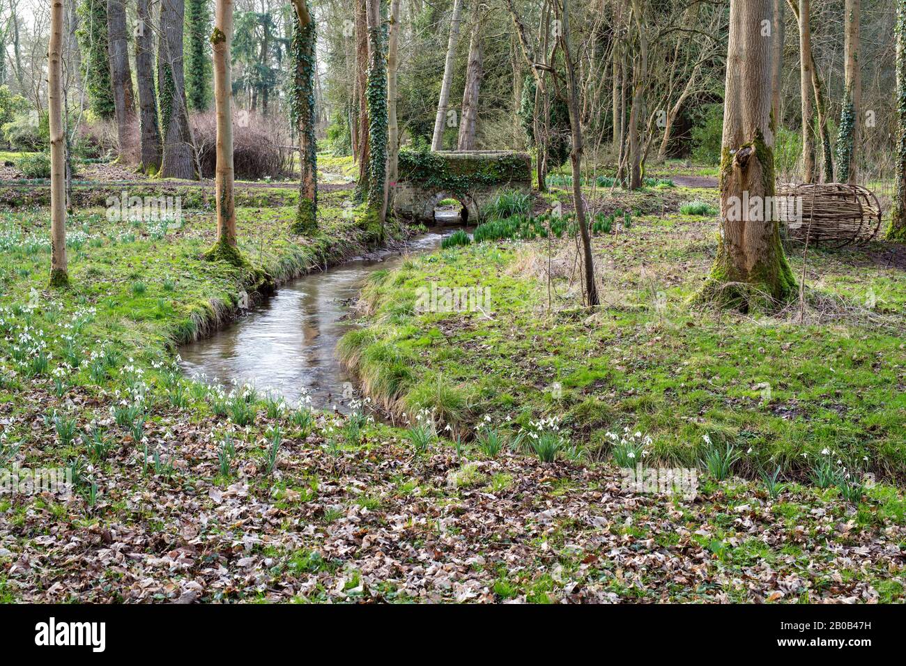 Evenley Wood Gardens Nel Mese Di Febbraio. Evenley Wood Gardens, Evenley, Northamptonshire, Inghilterra Foto Stock