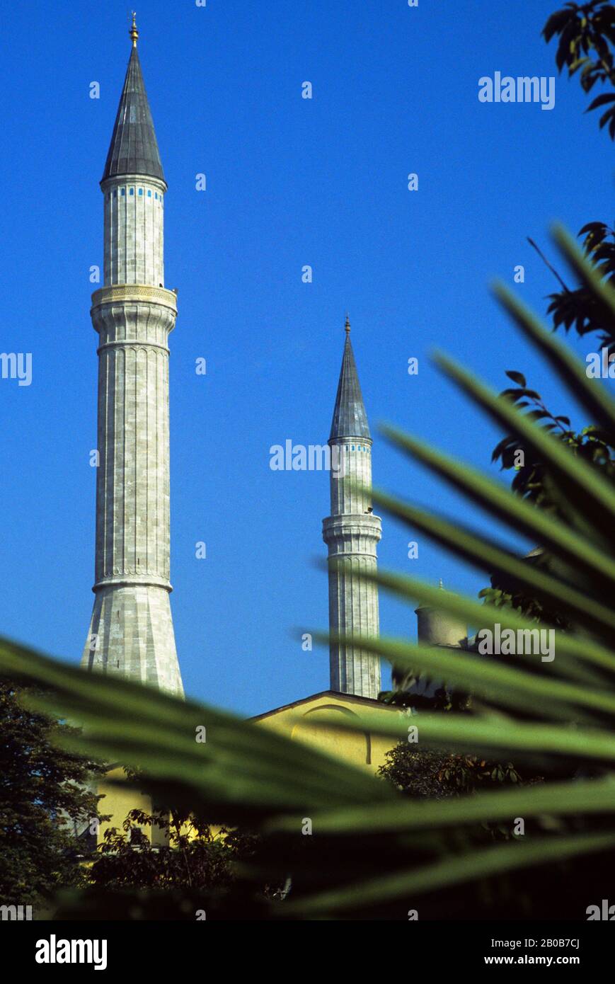 TURCHIA, ISTANBUL, FOGLIA DI PALMA CON MINARETI DI HAGIA ST. SOFIA SFONDO Foto Stock