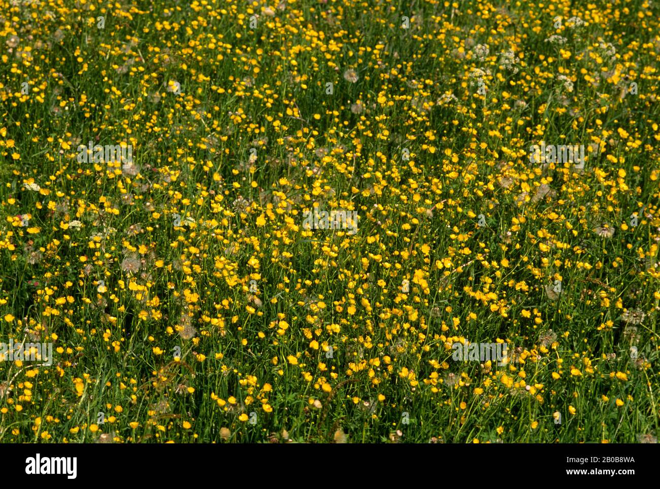 SVIZZERA, VALLE ZWEISIMMEN, PASCOLO DI MONTAGNA CON FIORI Foto Stock