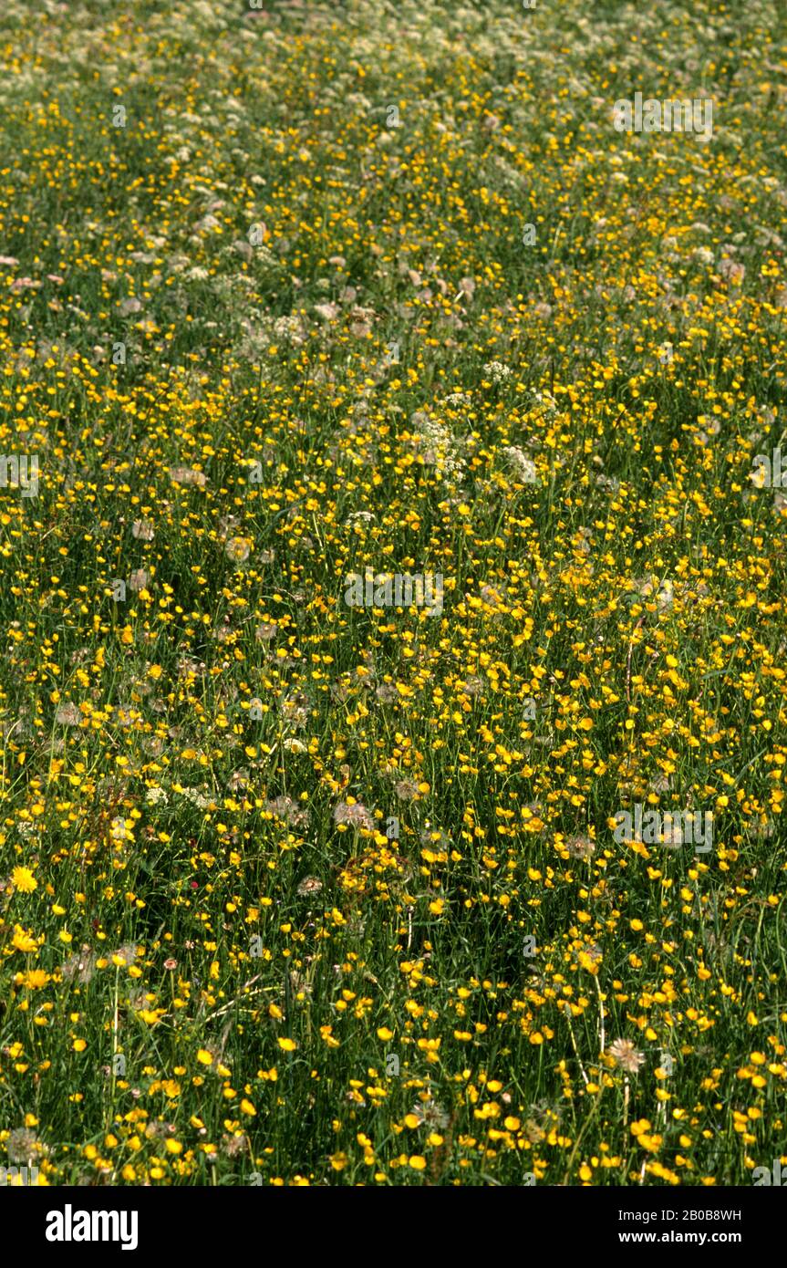 SVIZZERA, VALLE ZWEISIMMEN, PASCOLO DI MONTAGNA CON FIORI Foto Stock