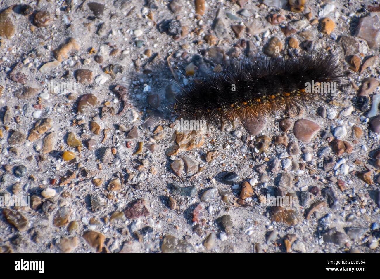 Una palude di sale Moth a Rockport, Texas Foto Stock