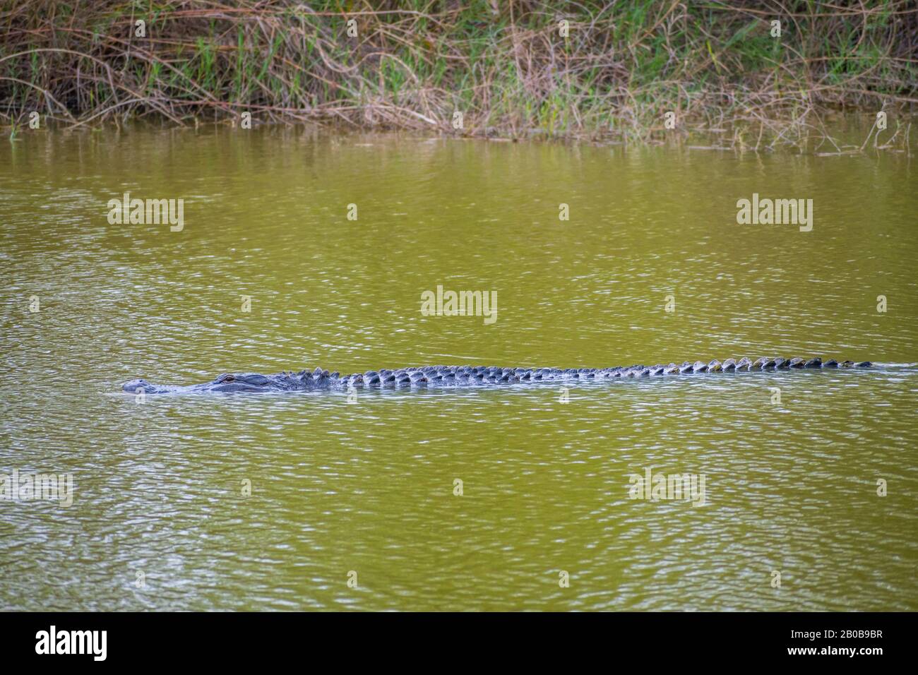 Un Alligatore Americano Nel Parco Statale Estero Llano Grande, Texas Foto Stock