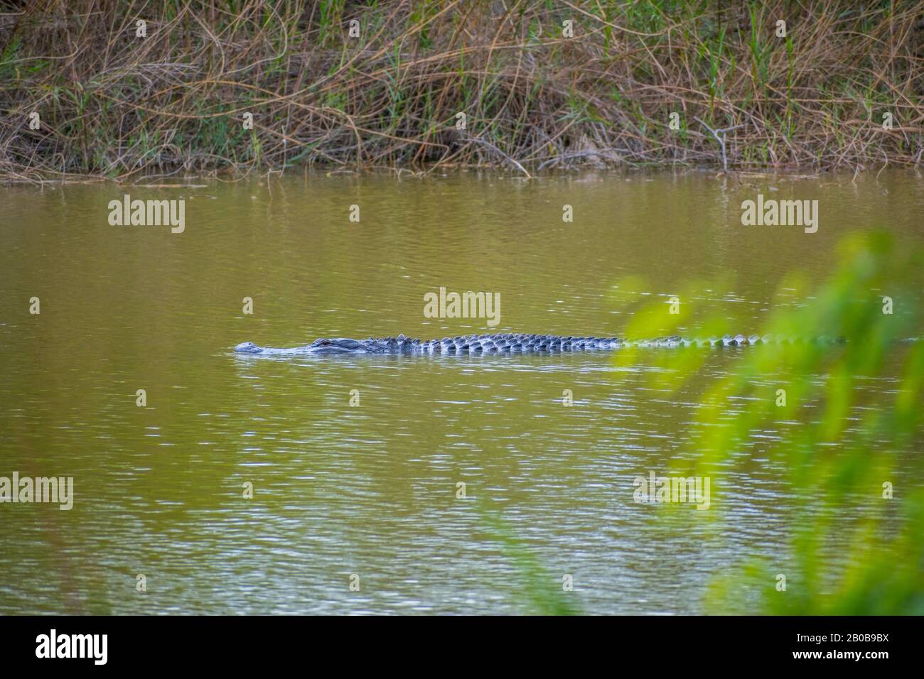 Un Alligatore Americano Nel Parco Statale Estero Llano Grande, Texas Foto Stock
