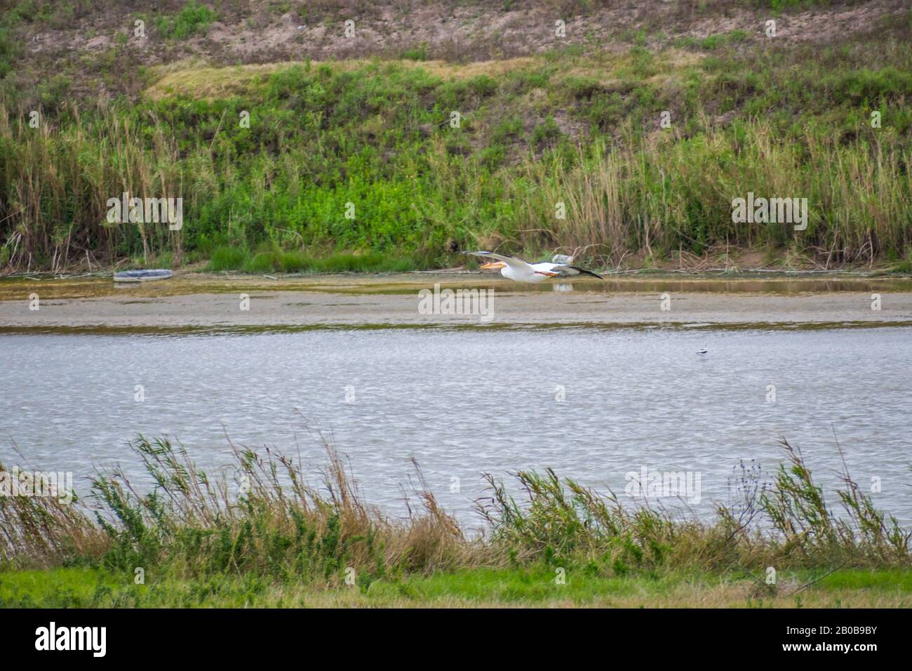Brown Pelican Che Vola Lungo L'Estero Llano Grande State Park, Texas Foto Stock