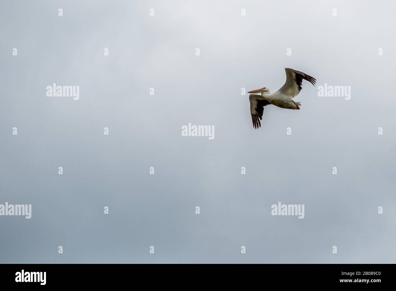 Brown Pelican Che Vola Lungo L'Estero Llano Grande State Park, Texas Foto Stock